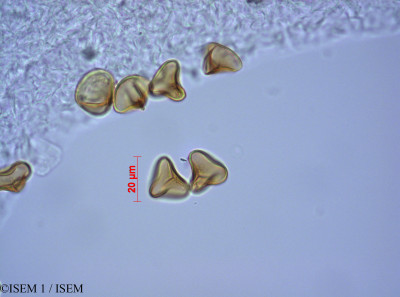 ISEM 1/Adiantum_henslovianum_82080/Adiantum_henslovianum_82080_0001(copy)_thumb.jpg